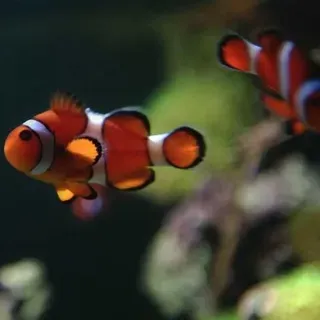 thumbnail for publication: How Ornamental Fishes Get Their Color